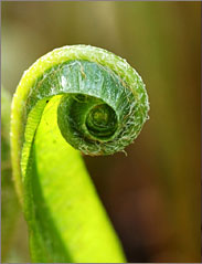 Area of Focus